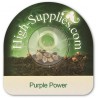 Graine Purple Power femelle Graine Purple Power femelle