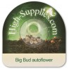 Big Bud Graines de Cannabis Autofloraison Big Bud Graines de Cannabis Autofloraison