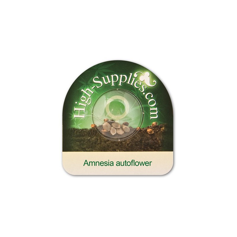 Amnesia Graines de Cannabis Autofloraison