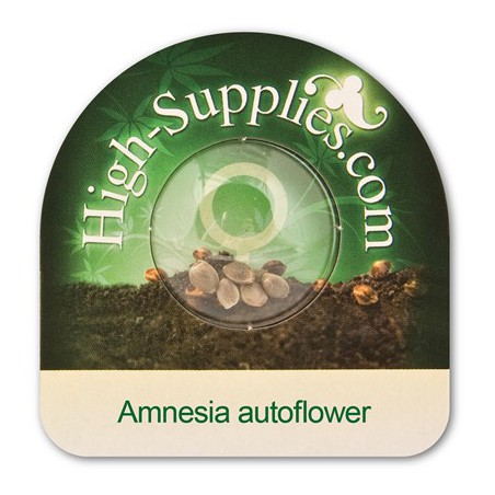 Amnesia Autoflowering  Cannabis Zaden