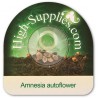 Amnesia Autoflowering  Cannabis Zaden