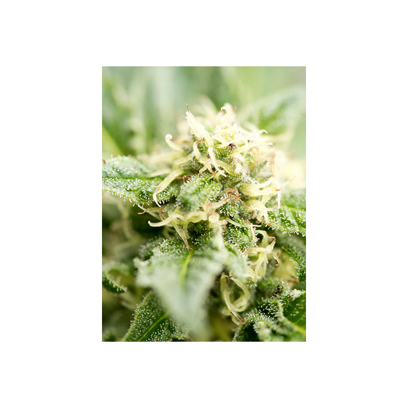 Cheese Autoflowering Hanfsamen