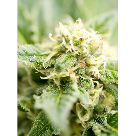 Cheese Autoflowering Marijuana Seeds