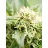 Cheese Autoflowering Marijuana Seeds
