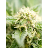 Cheese Autoflowering Hanfsamen