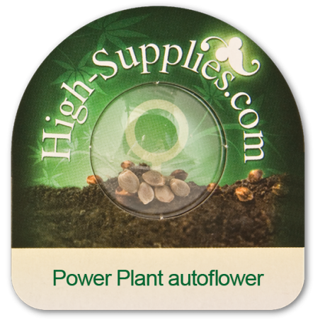 Power Plant Autoflowering Marijuana Seeds