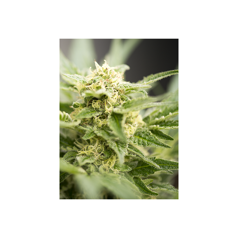 Power Plant Automática Sementes de Cannabis