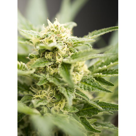 Power Plant Graines de Cannabis Autofloraison