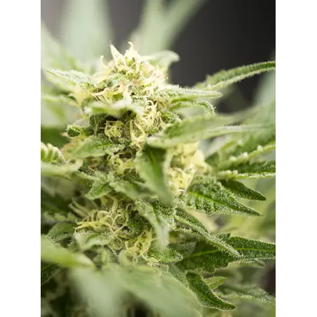 Power Plant Autoflowering Marijuana Seeds