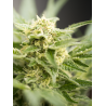 Power Plant Autoflorecientes Semillas de Cannabis