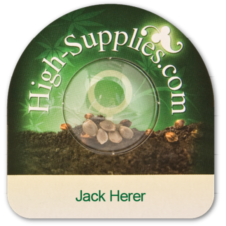 Jack Herer feminizowane nasiona