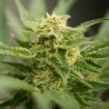 Amnesia Autoflowering  Cannabis Zaden