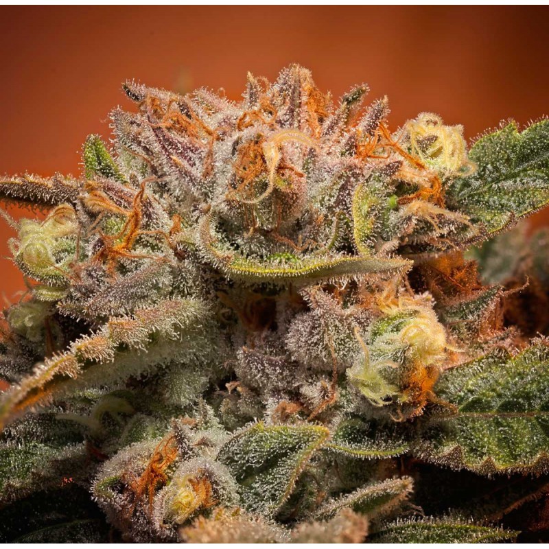 California Orange Bud Sementes de Cannabis Feminizadas