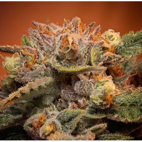 California Orange Bud Sementes de Cannabis Feminizadas