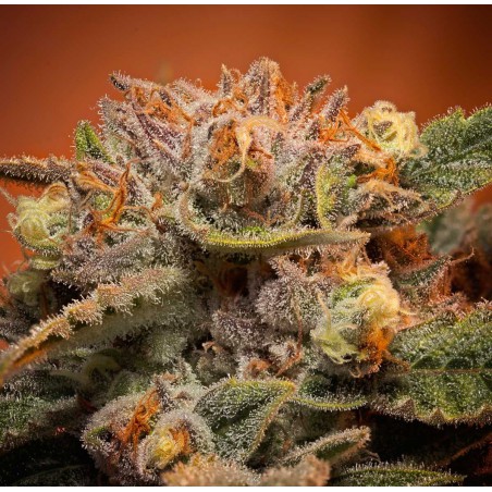 California Orange Bud Feminized Marijuana Seeds