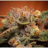 California Orange Bud Sementes de Cannabis Feminizadas