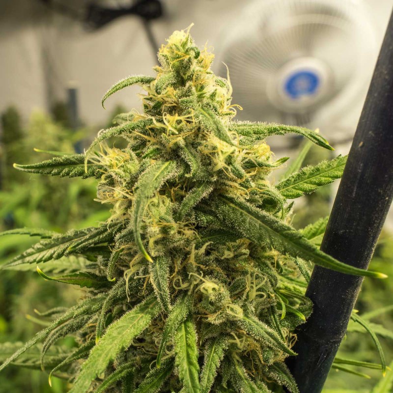 Big Bud Feminisert Cannabis Frø