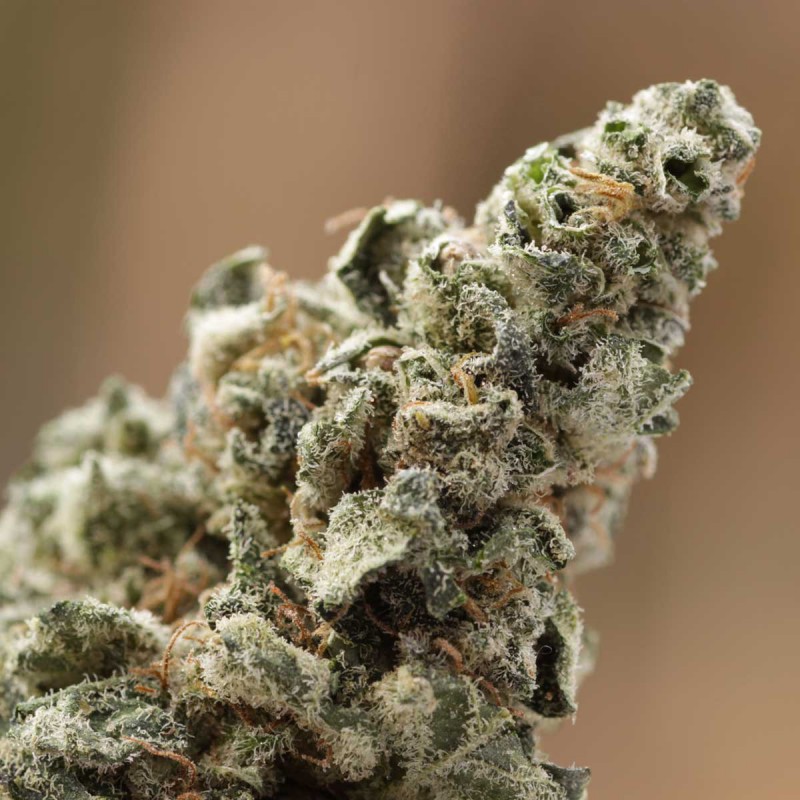 Crystal Sementes de Cannabis Feminizadas