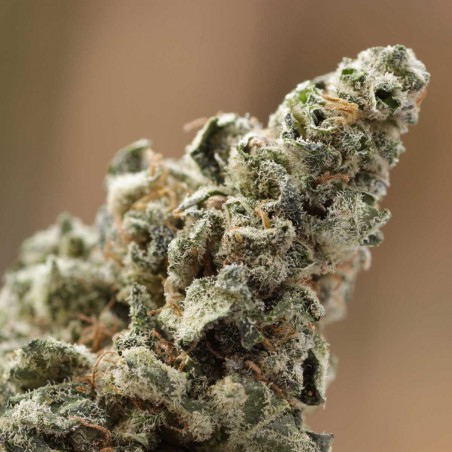 Crystal Sementes de Cannabis Feminizadas Crystal Sementes de Cannabis Feminizadas