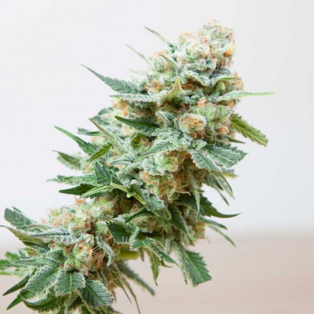 Misty Sementes de Cannabis Feminizadas