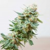 Misty Sementes de Cannabis Feminizadas