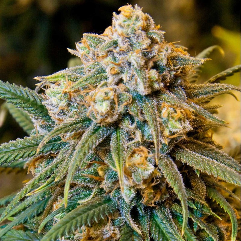 Cheese Sementes de Cannabis Feminizadas
