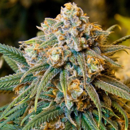 Cheese Feminized Marijuana Seeds