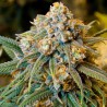 Cheese Sementes de Cannabis Feminizadas