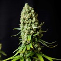 Super Skunk Graines de Cannabis Féminisée