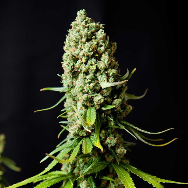 Super Skunk Feminisierte Hanfsamen