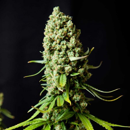 Super Skunk Gefeminiseerde Cannabis Zaden