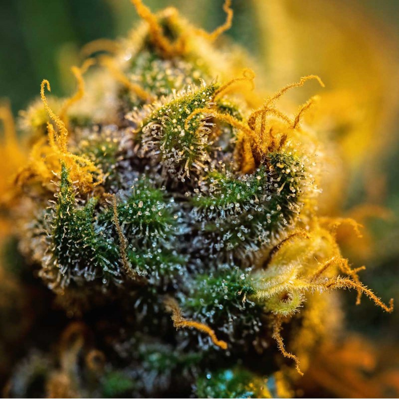 Blue Berries Sementes de Cannabis Feminizadas
