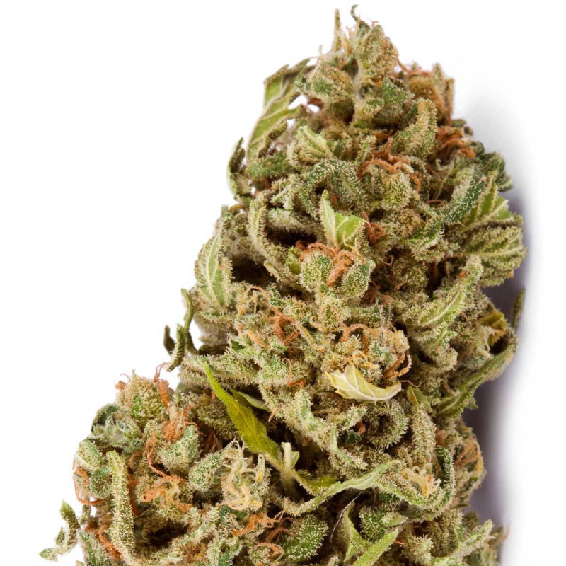 Amnesia Sementes de Cannabis Feminizadas