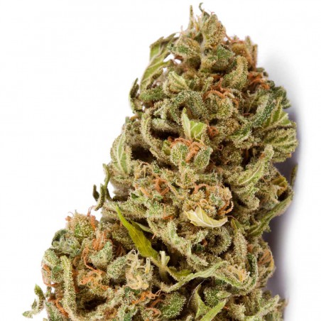 Amnesia Feminized Marijuana Seeds