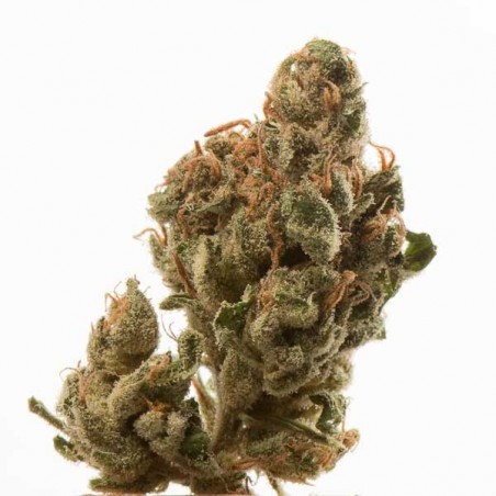 Ice Feminized Seeds Online | Buy Ice Feminized Seeds