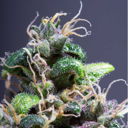 Purple Power Feminized Marijuana Seeds