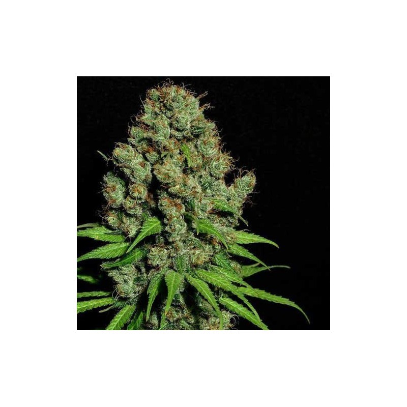 Aurora-Indica Feminiserade Cannabis Frön
