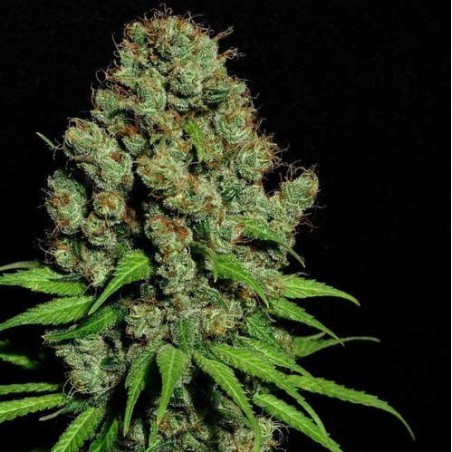 Aurora Indica Feminized Marijuana Seeds