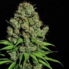Aurora Indica Feminisierte Hanfsamen