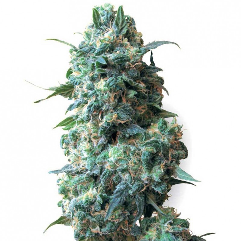 Afghan Gefeminiseerde Cannabis Zaden