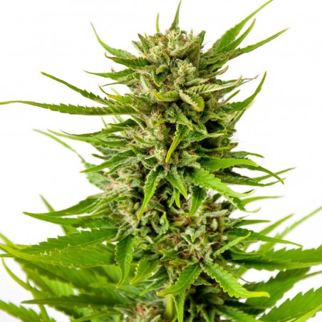 K2 Feminized Marijuana Seeds