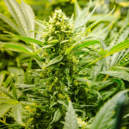 Lowryder Automática Sementes de Cannabis