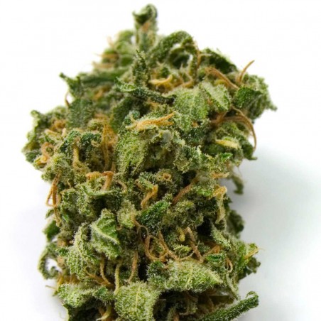 Top 44 Feminized Seeds Online | Buy Top 44 Feminized Seeds