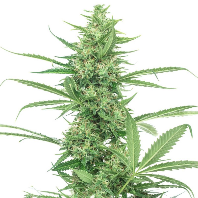 Pure Power Plant Sementes de Cannabis Feminizadas