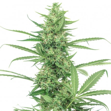 Pure Power Plant Semillas de Cannabis Feminizadas