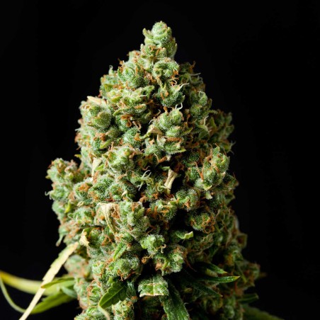 Jack Herer feminizowane nasiona Jack Herer feminizowane nasiona