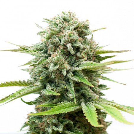 White Widow Feminized Marijuana Seeds