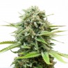 White Widow Autoflowering Marijuana Seeds White Widow Autoflowering Marijuana Seeds