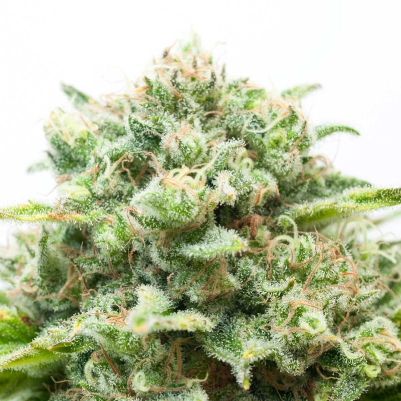 Diesel Sementes de Cannabis Feminizadas
