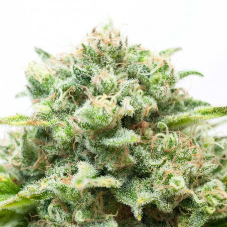 Diesel Feminized Marijuana Seeds